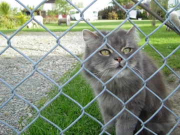 Chain Link Fence