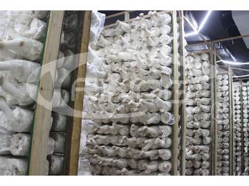 Mushroom Farm (for King Oyster Mushroom)